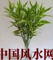 池州十二生肖养什么植物最旺财运？你知道吗！